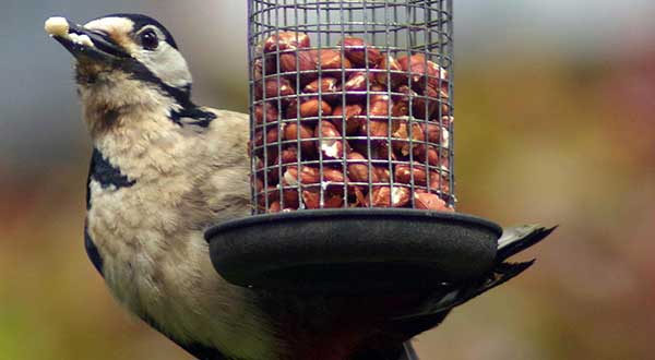 Birds can be hugely entertaining