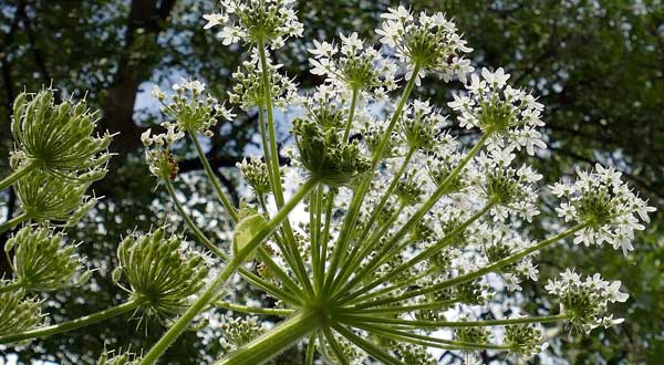 I’ve been watching the hogweeds