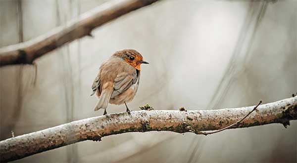 Richard the Robin has a lion heart and a crusading spirit