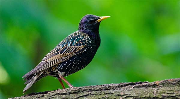 Injustice to Starlings