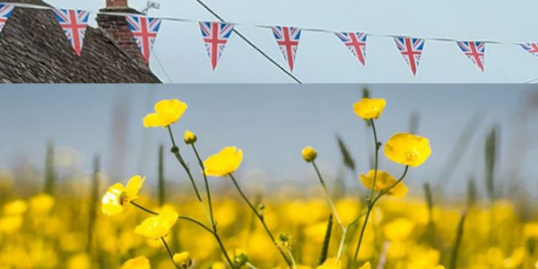Regal buttercups on Jubilee day