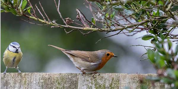 I have a new window feeder