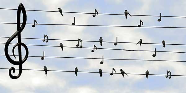 Bird songs stop me in my tracks