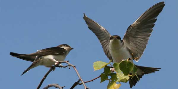 The House Martins weren’t at all put off by the decorator