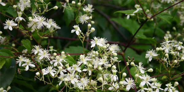 Most of the hedges round here are clothed with wild clematis (Traveller’s Joy!)