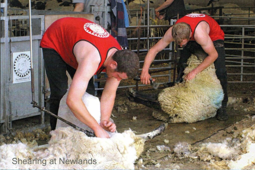 July 2014 - Shearing at Newlands Farm, Stourton Caundle