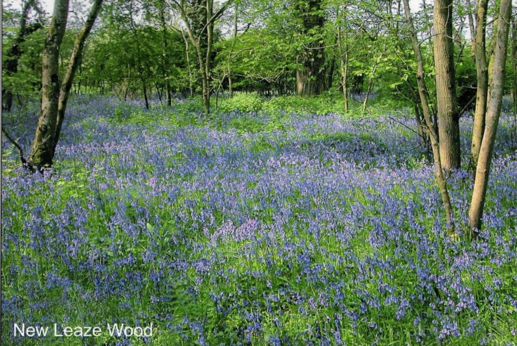May 2014 - Bluebells in New Leaze Wood